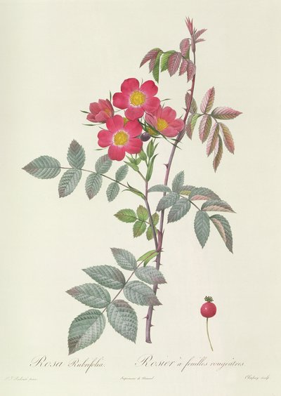 Rosa Rubrifolia - Pierre Joseph Redouté